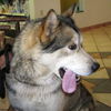 Nikita