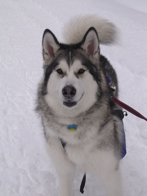 Loki