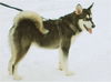 Nanook