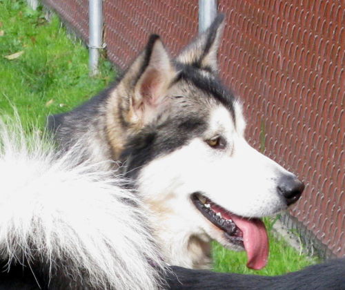 Koda
