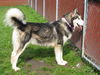 Koda