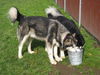 Koda