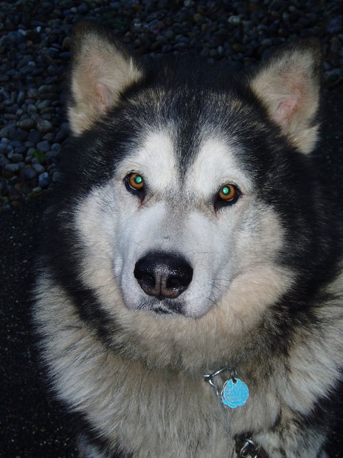 Koda