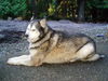 Koda
