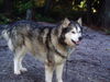 Koda