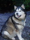 Koda