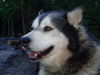 Koda