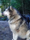 Koda