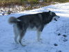 Kooba