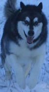 Kooba