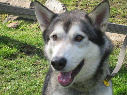 Koda (was Kenai)