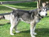 Koda (was Kenai)