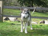Koda (was Kenai)