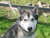 Koda (was Kenai)