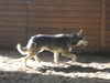 Koda (was Kenai)