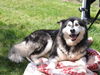 Nanook