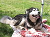 Nanook