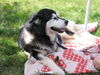 Nanook
