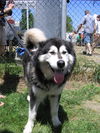 Nanook