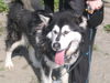 Nanook