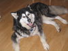 Nanook