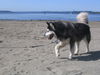 Nanook