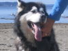 Nanook
