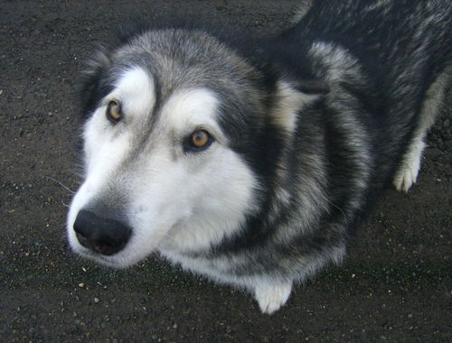 Nicolai