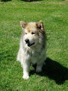 Kodiak