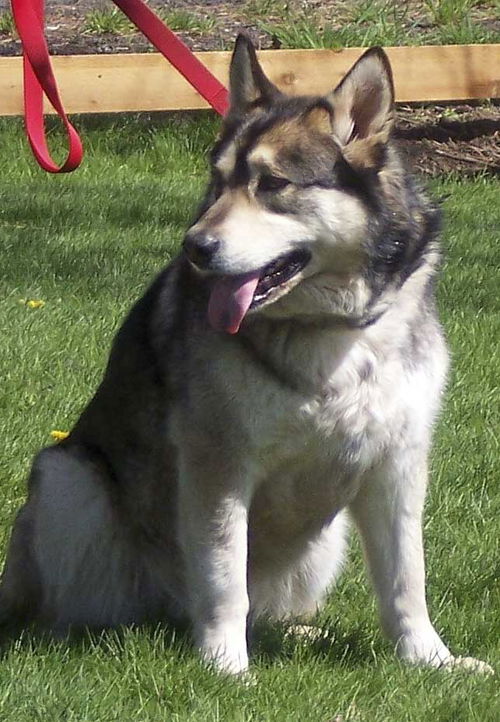 Maverick
