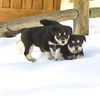Tango