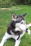 Kenai