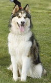 Koby