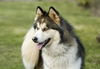 Koby
