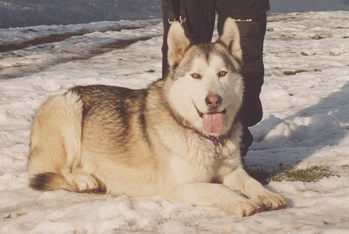 Lobo