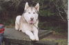 Lobo