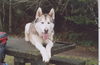 Lobo