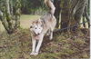 Lobo