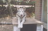 Lobo