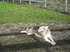 Lobo