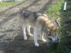 Lobo