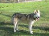 Lobo