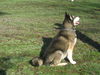 Lobo