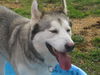 Lobo