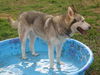 Lobo