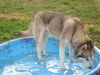 Lobo