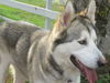 Lobo