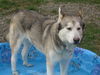 Lobo