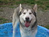 Lobo