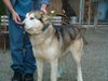 Lobo